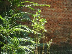 Populus × canadensis