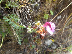 Pedicularis kerneri