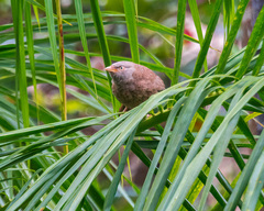 Argya striata
