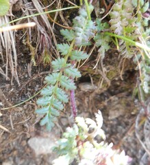 Pedicularis kerneri