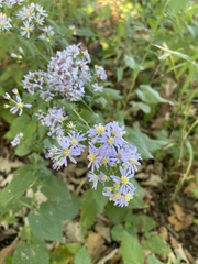 Symphyotrichum shortii