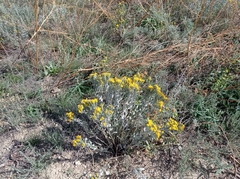 Galatella villosa