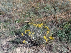 Galatella villosa