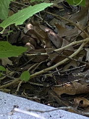 Agkistrodon laticinctus