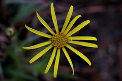 Osteospermum scariosum