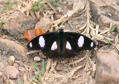 Hypolimnas misippus