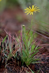 Osteospermum scariosum