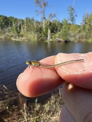 Ischnura