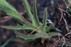 Osteospermum scariosum