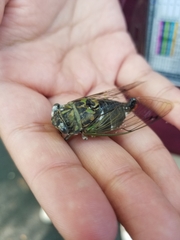 Neotibicen linnei