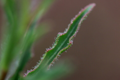 Osteospermum scariosum