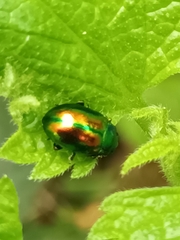 Chrysolina fastuosa