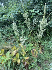 Veratrum