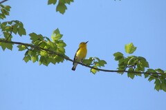 Protonotaria citrea