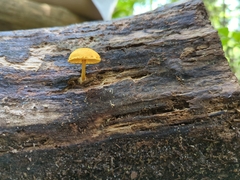 Pluteus chrysophlebius