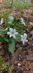 Zephyra compacta