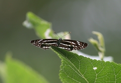 Neptis nata