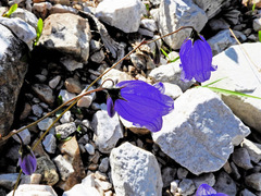 Campanula cespitosa