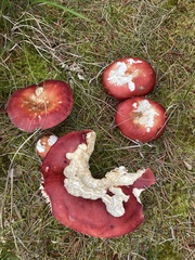 Russula emetica