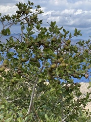 Quercus coccifera