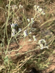 Florestina tripteris