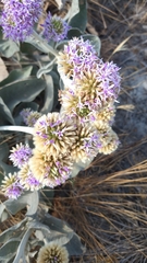 Chresta sphaerocephala