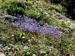 Campanula cespitosa