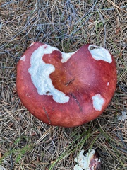 Russula emetica