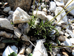 Campanula cespitosa