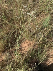Florestina tripteris