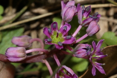 Ledebouria cooperi