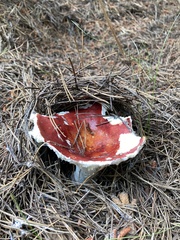 Russula emetica