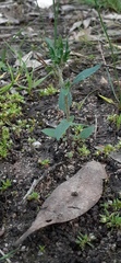 Zaluzianskya divaricata