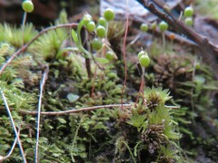 Philonotis australiensis