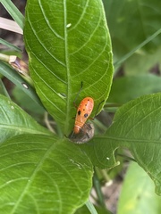 Dysdercus cingulatus