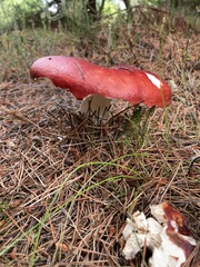 Russula emetica