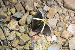 Fodina pallula