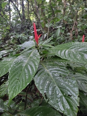 Acanthoideae