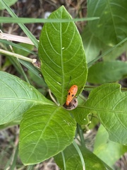 Dysdercus cingulatus