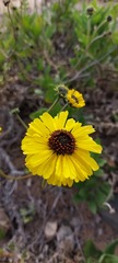 Encelia canescens