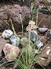 Heteropogon contortus