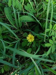 Oxalis frutescens