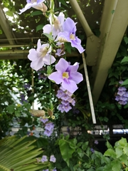 Thunbergia grandiflora