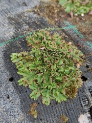 Marchantia polymorpha ruderalis