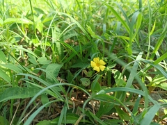 Oxalis frutescens