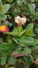 Byrsonima umbellata
