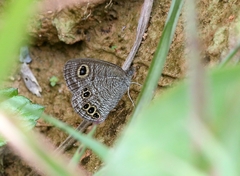 Ypthima lisandra