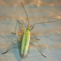 Trigonotylus caelestialium