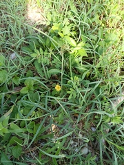 Oxalis frutescens