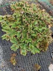 Marchantia polymorpha ruderalis